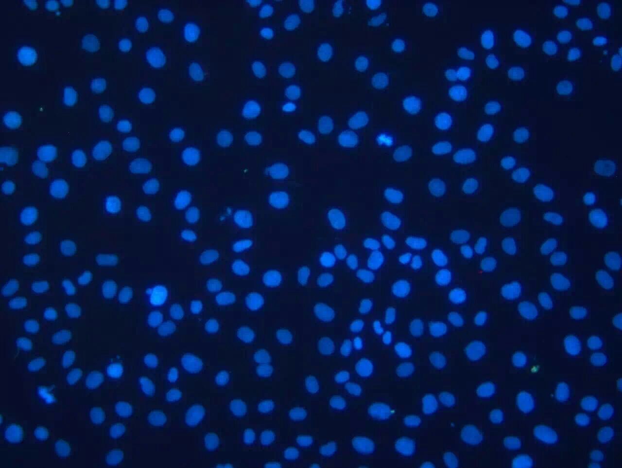 科學(xué)級(jí)CMOS MSX2拍攝的顯微鏡圖片-2